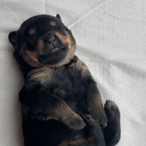 Meet your Posher, Cheryl